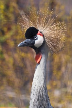 Sade taçlandırılmış güzelliğin sükuneti Altın taçlı siyah turna başı