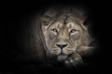 Ay aslanı sakince önüne bakar başını patilerine koyar ve dinlenir. Güzel dişi aslanın geri kalanı sakin olur.