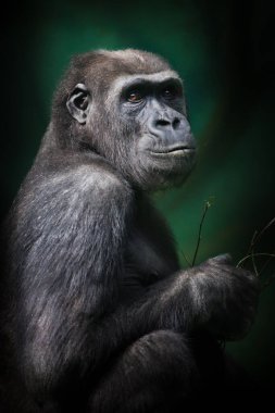 Zeki görünüşlü bir dişi şempanze yarım yamalak oturur ve elinde koyu yeşil bir dal tutar.