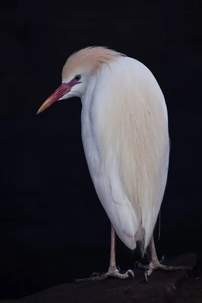 Mejslad Egyptisk Heron Vit Graciös Fågel Står Näsa Ner Svart — Stockfoto