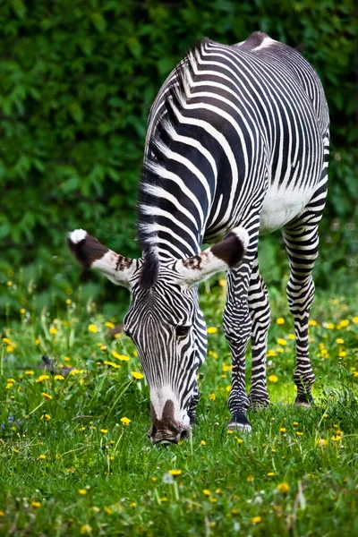 Saftigt Gräs Aptitretande Att Äta Randig Häst Zebra Blommor Blommar — Stockfoto