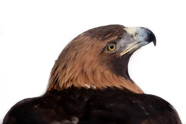 Cabeza Águila Real Pico Agudo Sobre Fondo Blanco Centro — Foto de Stock