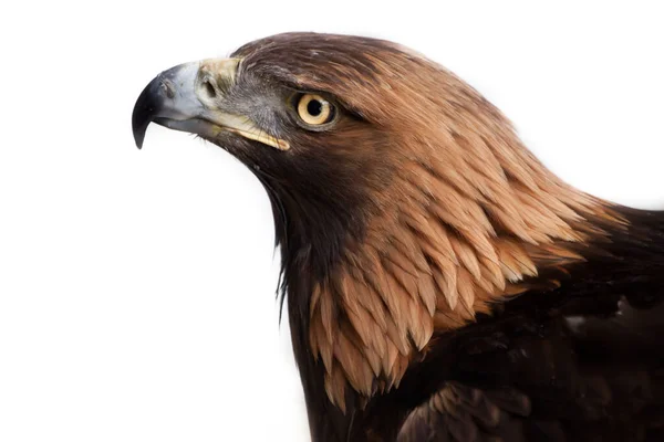 Pico Agudo Águila Dorada Sobre Fondo Blanco Derecha Fondo Blanco — Foto de Stock