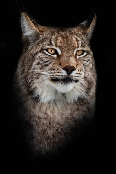 Muzzle Wild Forest Cat Lynx Close Portrait Ears Tassels Independent — Stock Photo, Image