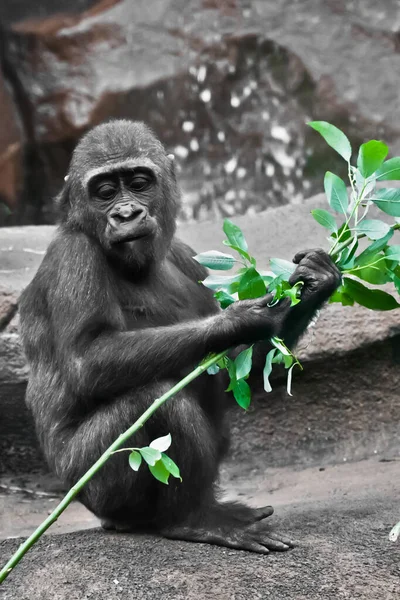 Malá Opička Horská Gorila Zelené Listy — Stock fotografie