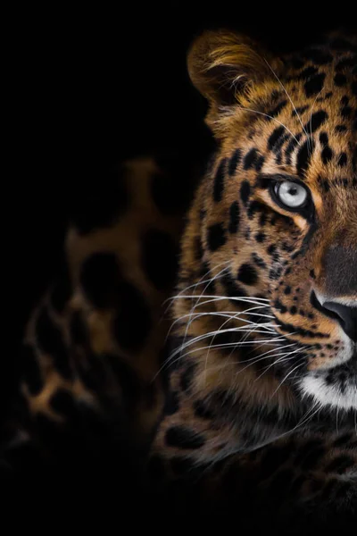 Yüzün Yarısı Karanlığın Içindeki Sert Bir Leoparın Portresinde Güçlü Bir — Stok fotoğraf