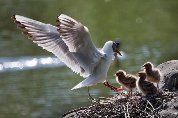Fågel Mås Boet Skyddar Kycklingar Bakgrunden Vattenkälla — Stockfoto