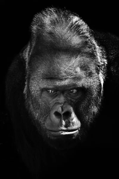 Gloomy bewilderment of a powerful male gorilla, black and white contrasting black background