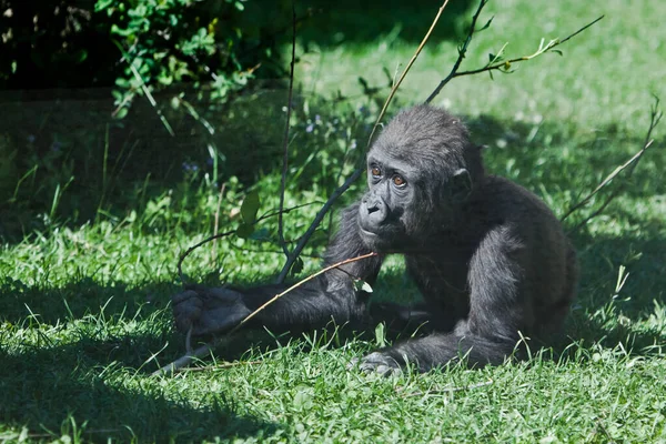 Sorgulayıcı merak ve uzanmış bir el sanki küçük şirin bir goril yavrusunun isteği üzerine, yeşil çimenler ve dallar