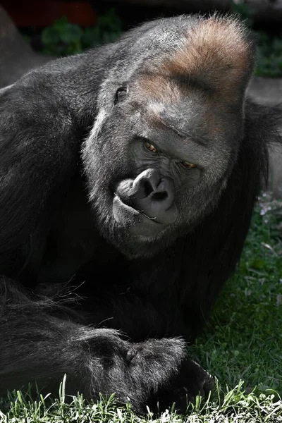 The questioning gloom of a dominant male gorilla in a green meadow, reminiscent of an interrogation