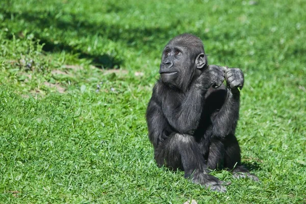 Gorilla Bambino Seduto Prato Verde Carino Sembra Antropoide Bambino Umano — Foto Stock