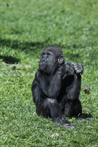 Yeşil çimenlerde oturan sevimli antropoid bebek goril.
