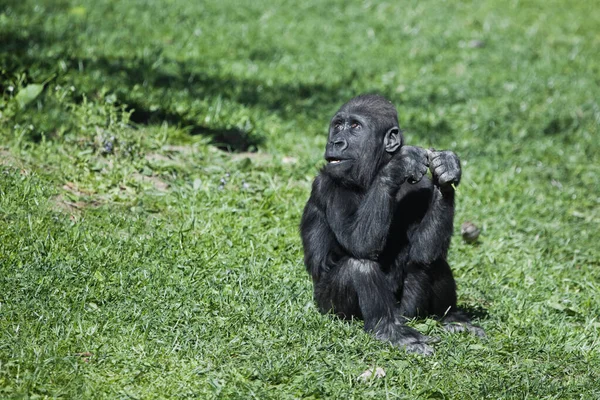 Interrogativo Sguardo Ansioso Simpatico Gorilla Bambino Erba Verde Brillante — Foto Stock