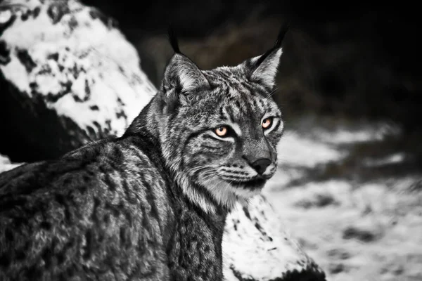 Kokette Lynx Met Gloeiende Ogen Half Draaien Als Gevolg Van — Stockfoto