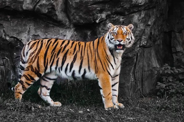 Яркий Оранжево Полосатый Тигр Выделяется Фоне Обесцвеченного Фона Красивый Зверь — стоковое фото