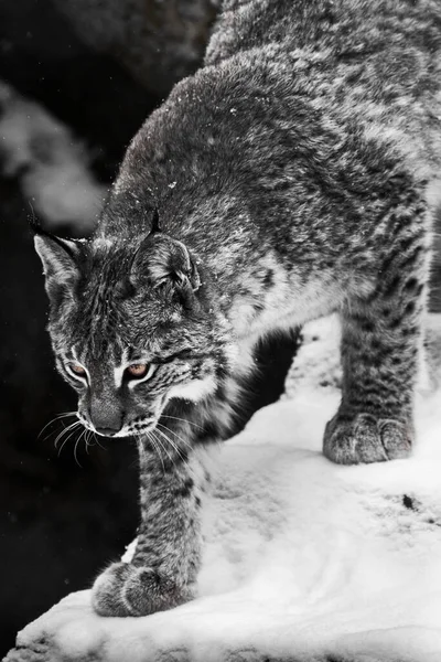 黄色の目をした変色した猫のリンクスは 雪の横と下を歩く — ストック写真