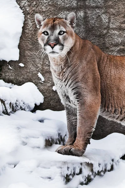Şiddetli Kaslı Bir Puma Karın Arka Planında Vücudun Yarısını Kayalar — Stok fotoğraf