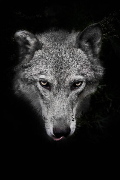 She-wolf female with yellow eyes portrait on a black background with traces of plants from behind