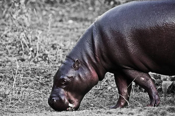 Funny Rosa Púrpura Pigmeo Hipopótamo Sobre Fondo Descolorido Lindo Hombre —  Fotos de Stock