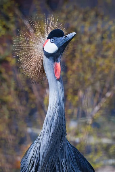 Mavi gerilmiş boyunlu, incecik bir güzellik altın kaplama ve kırmızı Afrika siyah taçlı turna başı ve boynu.