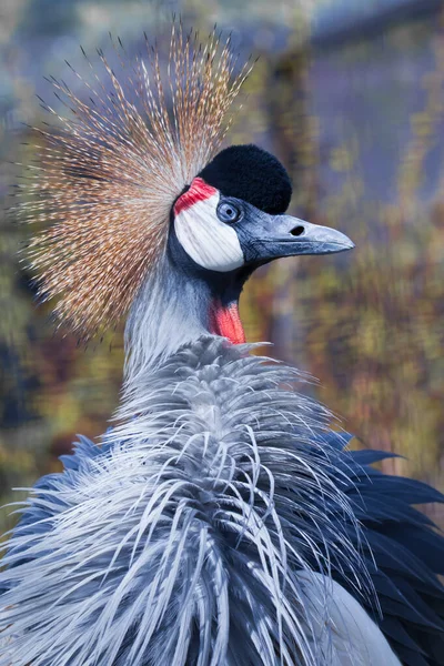 Altın armalı mavi bir kuşun birkaç kızgın gözü. Siyah taçlı, yakın plan mavi tüyler güzel bir şekilde dalgalanıyor.