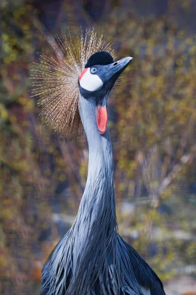 Mavi gerilmiş boyunlu, incecik bir güzellik altın kaplama ve kırmızı Afrika siyah taçlı turna başı ve boynu.