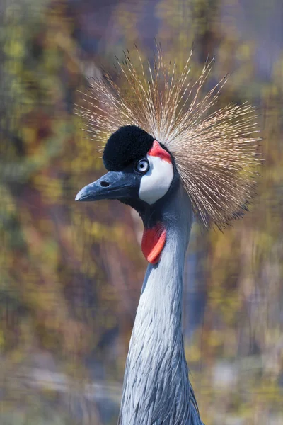 Calm gaze of arrogant beauty Black crowned crane with golden crown, head and neck close-up