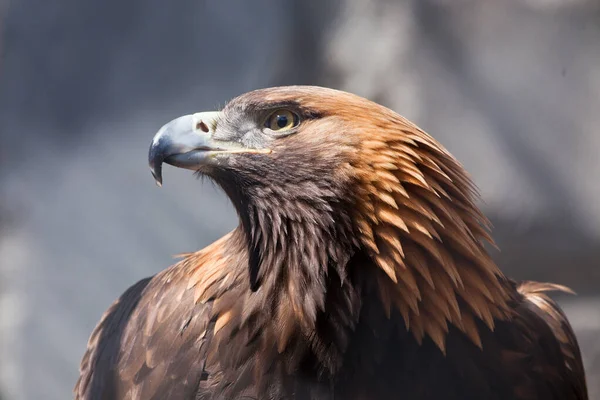 Aquila Aquila Reale Guarda Minacciosamente Illuminato Dal Sole Becco Acuto — Foto Stock