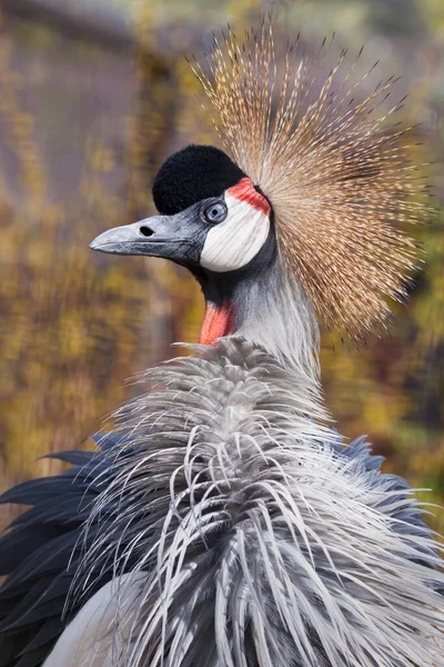 Gösterişli Yayılan Tüyler, Kara Taç Giyen Altın Küpe Kırmızı Küpe 'ye Bile Bile Bile Bile Bile Bakıyor