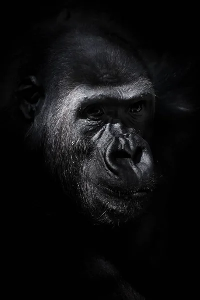 一只雌性大猩猩的严重口鼻 在黑色和白色背景下半转身 — 图库照片