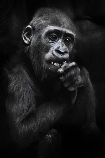 可爱的大猩猩宝宝咬着什么东西 手里拿着洁白的牙齿 背景漆黑 眼神焦虑 — 图库照片