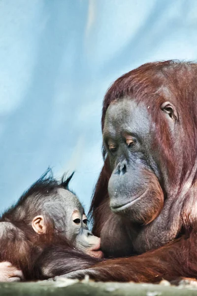 Miła Opieka Matki Pielęgniarki Małpy Orangutan Dla Dziecka Które Rośnie — Zdjęcie stockowe