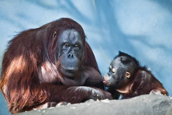 Orangutan Matka Zamyśloną Twarzą Karmi Dziecko Dziecko Chciwie Wysysa Mleko — Zdjęcie stockowe