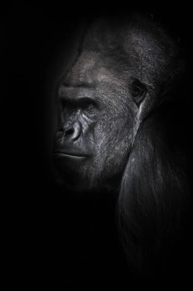 有自信的雄性大猩猩在深色背景下有力的肩膀的肖像 — 图库照片