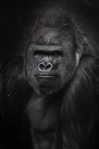 一只强壮的雄性大猩猩 有强壮的二头肌 有一个半身躯 有一张紧闭的嘴唇 有一幅肖像 — 图库照片