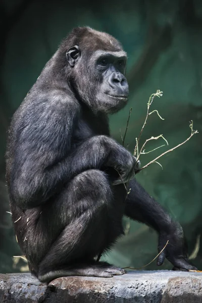 Calmadamente Sienta Sobre Papa Con Una Ramita Chimpancé Femenino Fondo — Foto de Stock