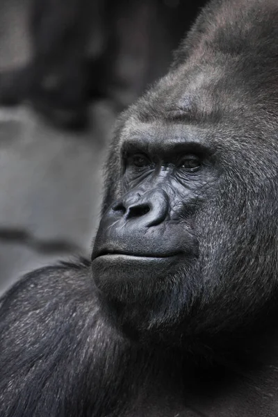 Zufriedene Befriedete Mächtige Männliche Gorilla Nahaufnahme Porträt Seitenansicht Halb Lächeln — Stockfoto