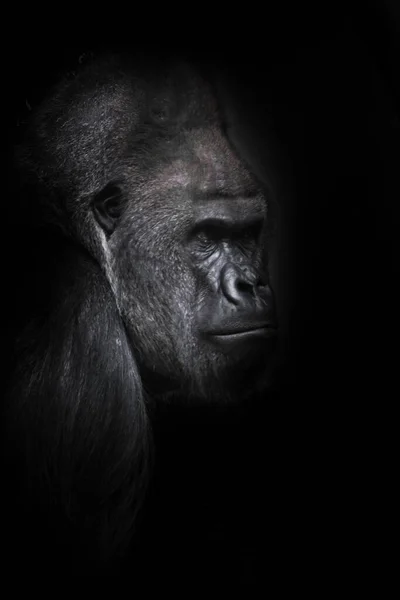 Seitenprofil Porträt Kopf Des Mächtigen Männlichen Gorilla Schwarzen Hintergrund — Stockfoto