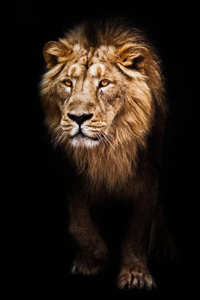 Regard Calme Lion Mâle Viril Sortant Obscurité Avec Des Yeux Photos De Stock Libres De Droits