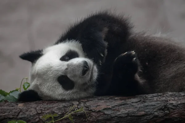 Legrační Panda Leží Boku Kmeni Roztomilý Mírumilovný Medvěd — Stock fotografie