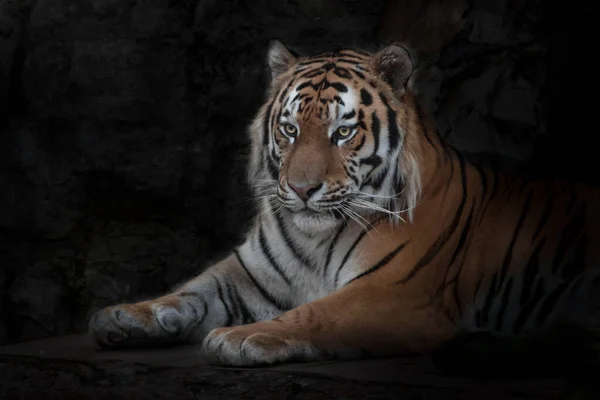 A strong and beautiful tiger sits calmly in the darkness against the background of sal, the Amur tiger is a symbol of strength and confidence