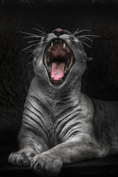 Cougar Offenen Mund Volles Gesicht Noir Verfärbten Körper Roten Mund — Stockfoto