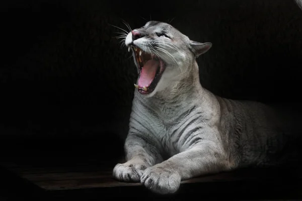 Eine Schlanke Puma Hündin Lügt Und Lustig Und Unheimlich Öffnet — Stockfoto