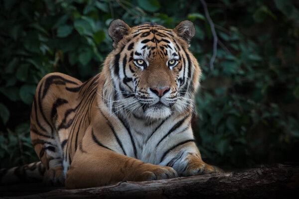 A cheerful striped tiger is looking at you full-face, the Amur tiger sits on the background of dark plants