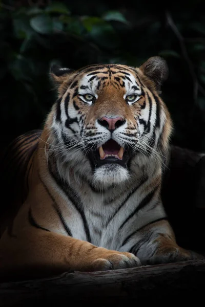 Colmillo Boca Ajar Sentado Tigre Tigre Amur Palo Fondo Negro —  Fotos de Stock