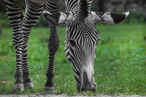 Das Zebra Frisst Hellgrünes Gras Die Schnauze Und Die Parallelen — Stockfoto