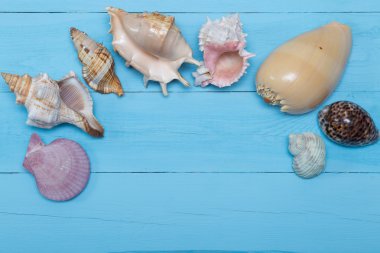 Mavi ahşap arka plan, düz üzerinde çeşitli deniz kabuklarını yatıyordu, boşaltmak