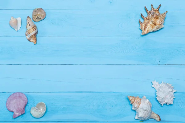 Surtido de conchas marinas sobre fondo de madera azul, disposición plana, copyspace — Foto de Stock