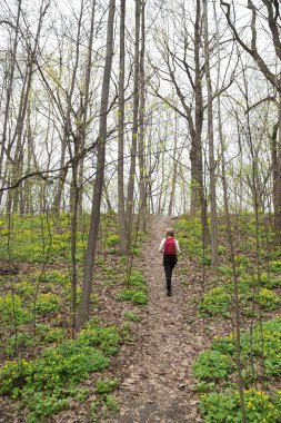 Kırmızı sırt çantası ile turist ormanda tepe tırmanma, yaz. 