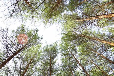 Uzun boylu çam ağaçlarının ilkel herdem yeşil orman içinde alttan görünüm